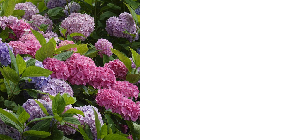 フォトブック 34ページ目