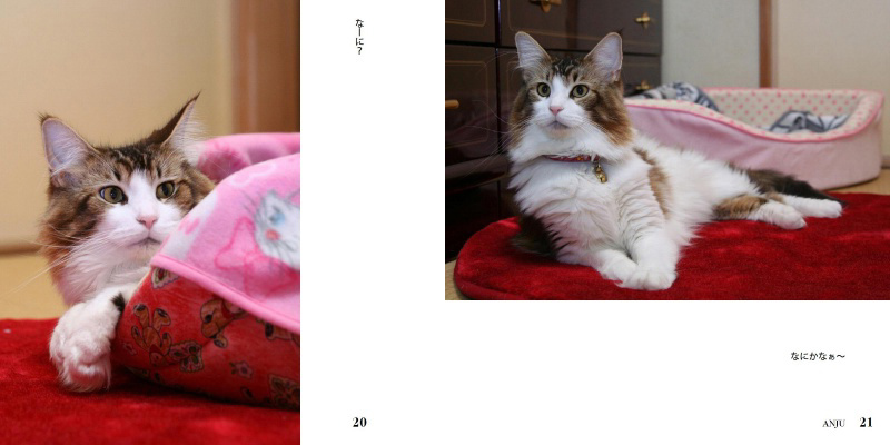 フォトブック 20ページ目