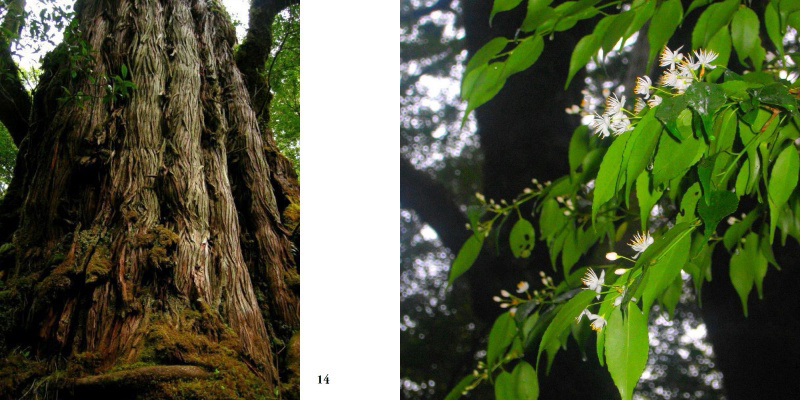 フォトブック 14ページ目