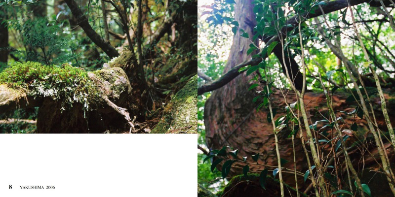 フォトブック 8ページ目