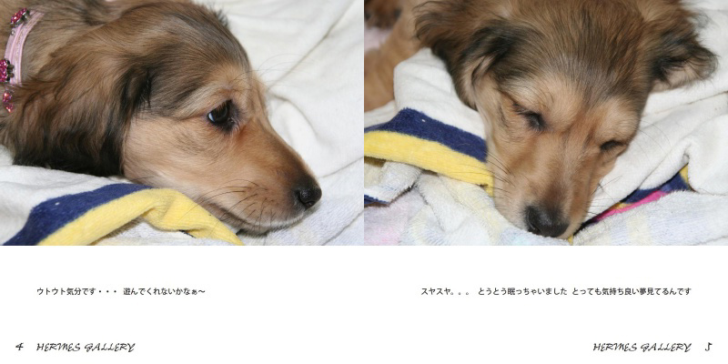フォトブック 4ページ目