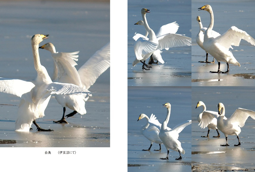 フォトブック 24ページ目