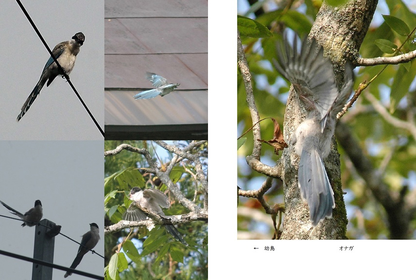 フォトブック 36ページ目