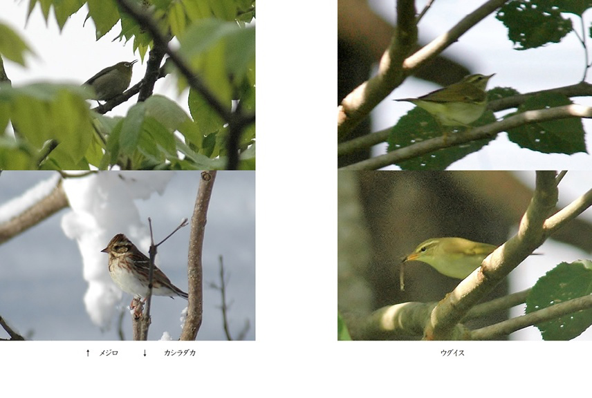 フォトブック 38ページ目