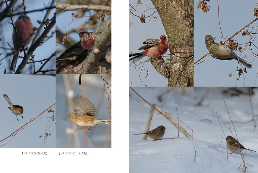 フォトブック 46ページ目