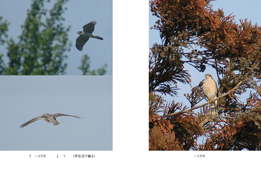 フォトブック 48ページ目