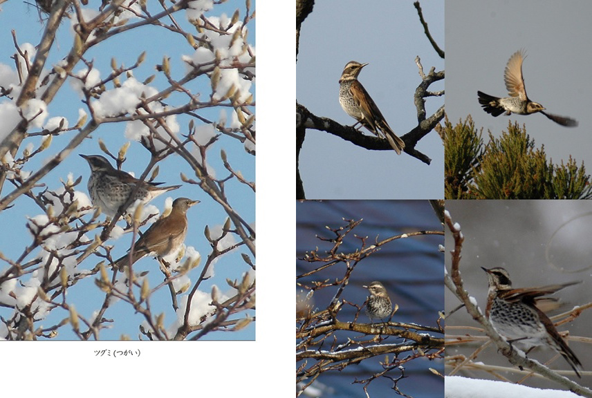 フォトブック 50ページ目