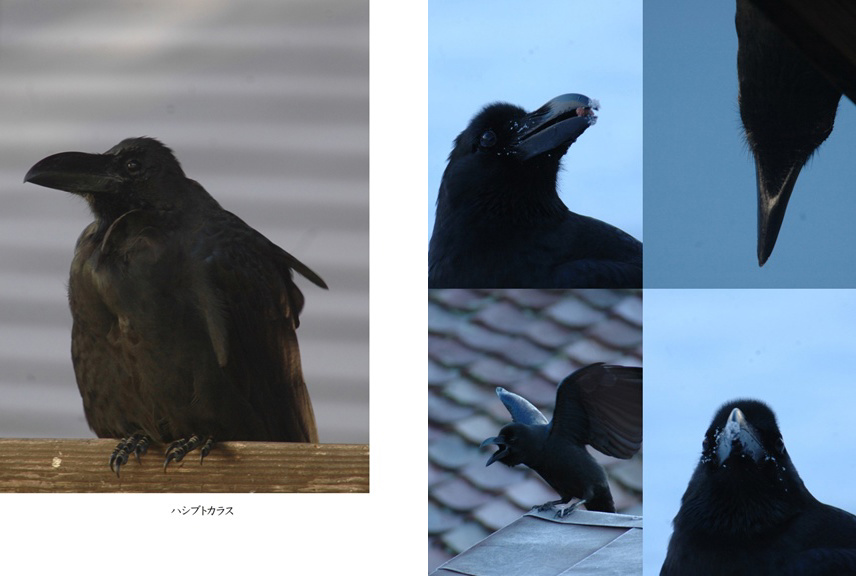 フォトブック 54ページ目