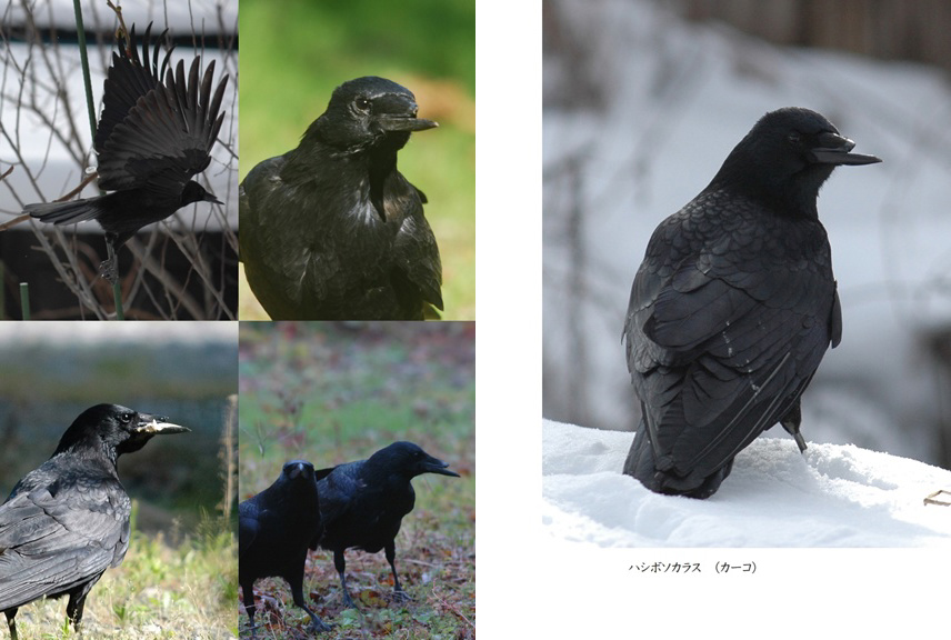 フォトブック 56ページ目