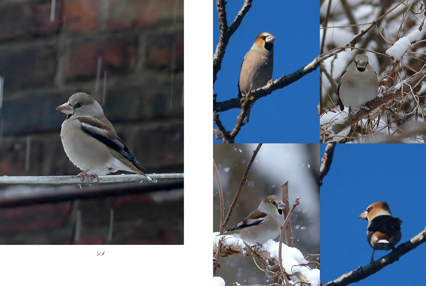 フォトブック 60ページ目