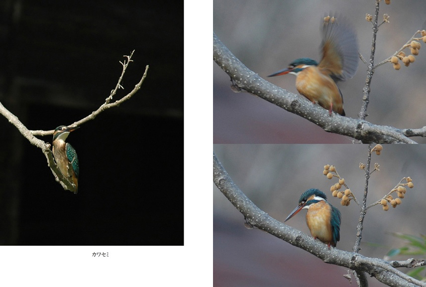 フォトブック 66ページ目