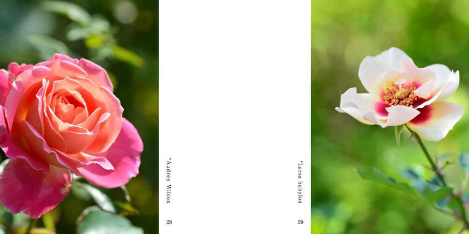 フォトブック 28ページ目