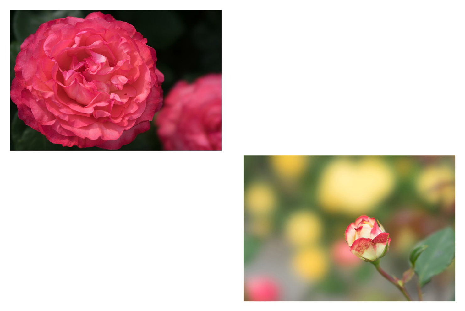 フォトブック 52ページ目
