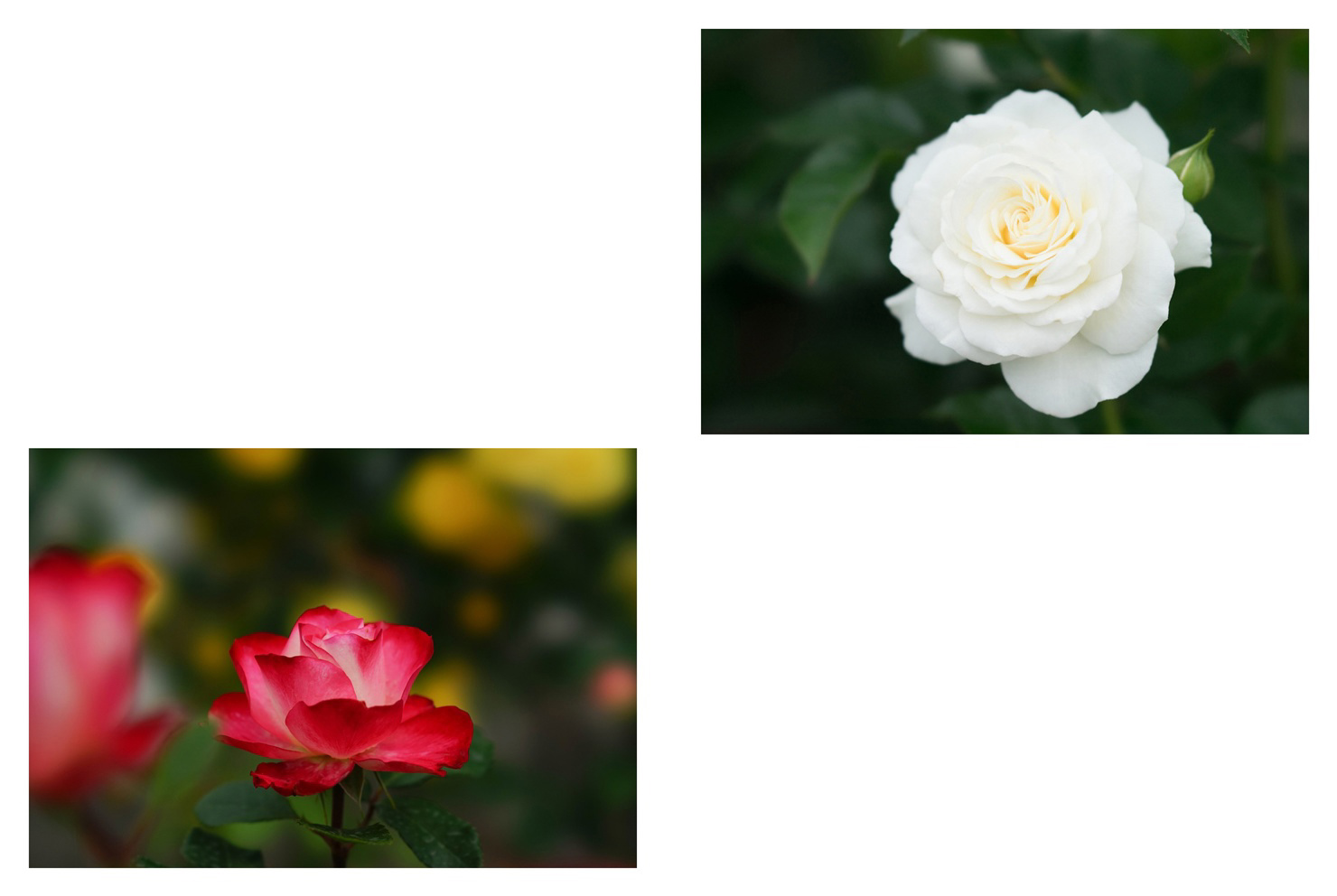 フォトブック 56ページ目
