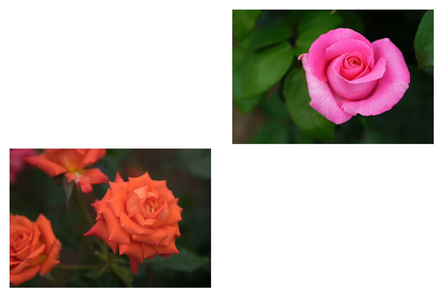 フォトブック 60ページ目