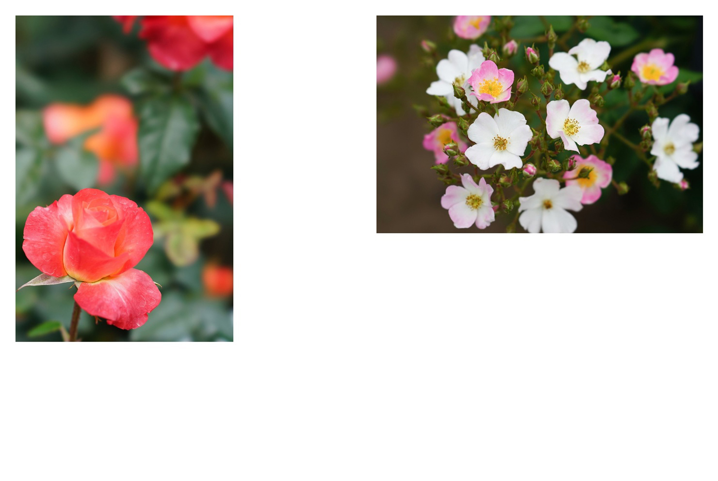フォトブック 62ページ目