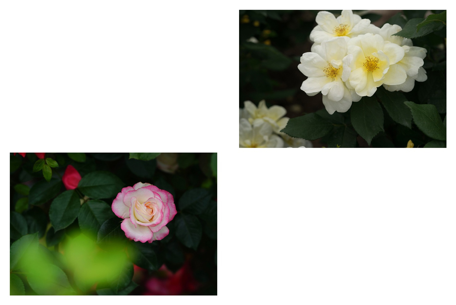 フォトブック 66ページ目