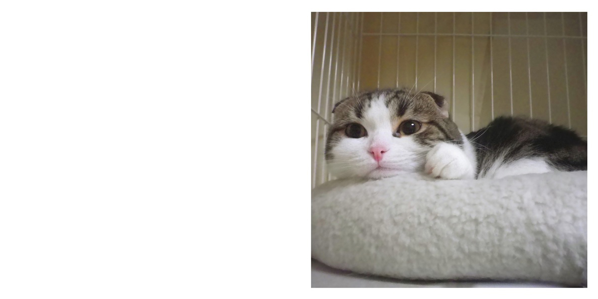 フォトブック 2ページ目