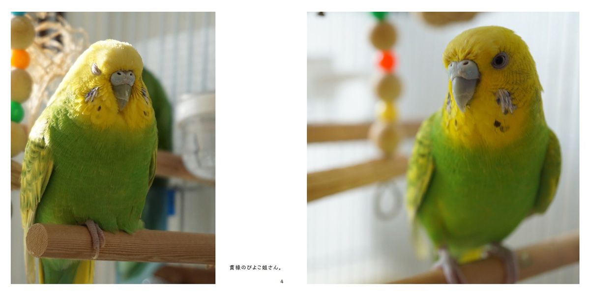 フォトブック 4ページ目