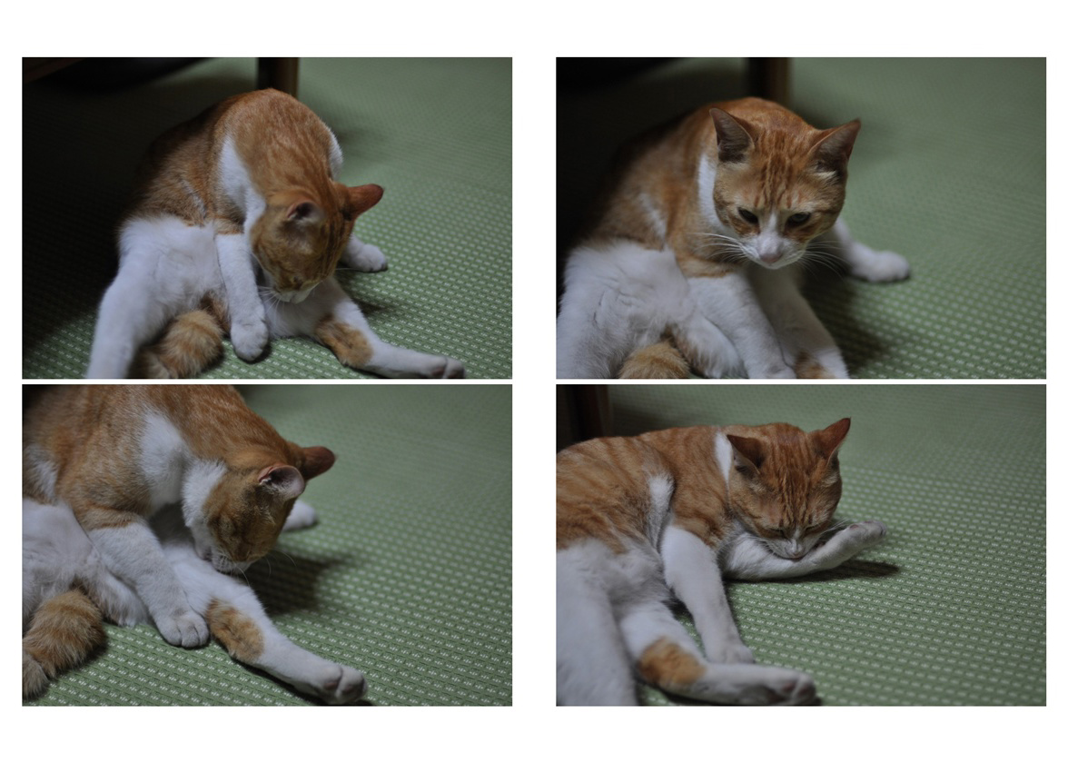 フォトブック 66ページ目
